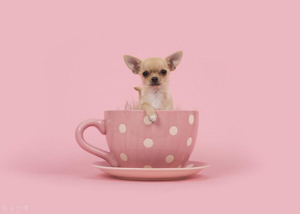 茶杯犬天生就有“缺陷”，茶杯犬究竟是怎么来的呢？