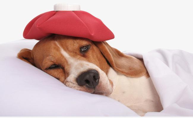 狗狗低温需特别注意，必须关注哪几个体温呢？