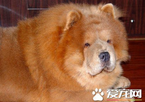 松狮犬有几种类型？松狮犬有几种不同的颜色