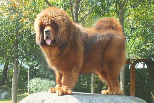 喂养藏獒的一些知识：饲养藏獒，要拿它们当朋友