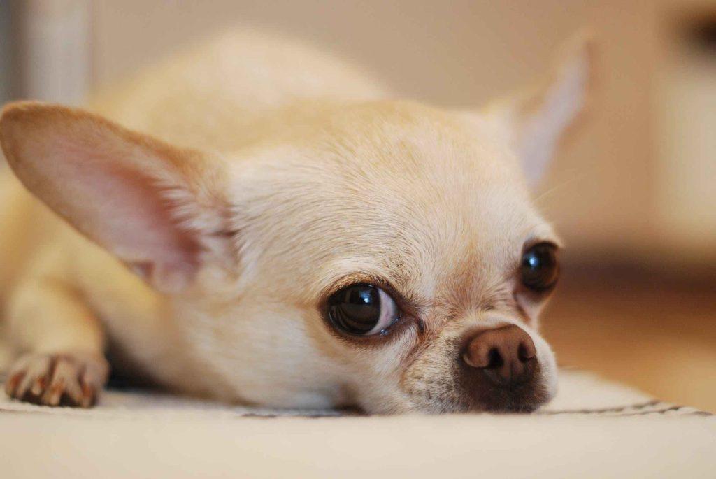 茶杯犬长不大很可爱？茶杯犬你知道它的来源，就再也不想养了