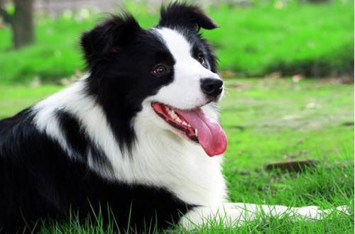 “纯种”边境牧羊犬有5个特点，怎么判断边牧是不是纯种？
