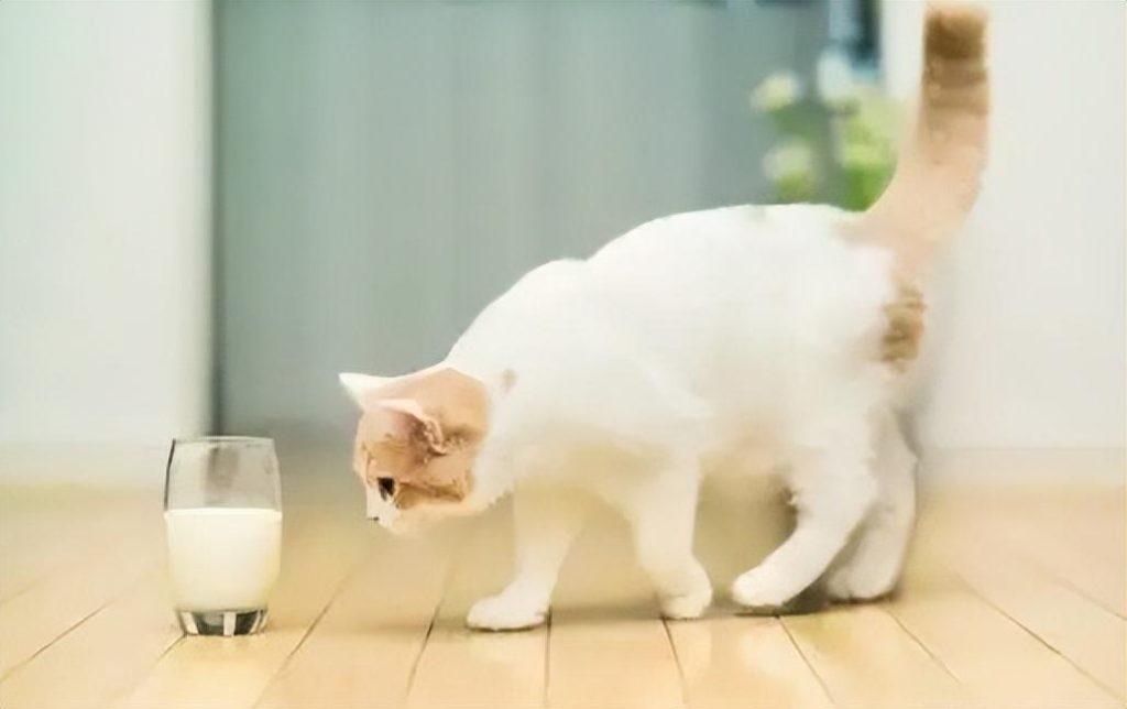 成年猫喝羊奶，冲泡方法不对会导致猫咪拉稀，冲泡羊奶粉方法及注意事项