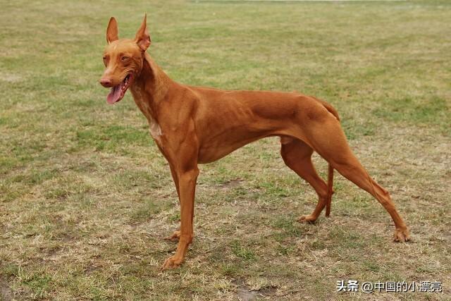 世界上最贵的狗狗——藏獒