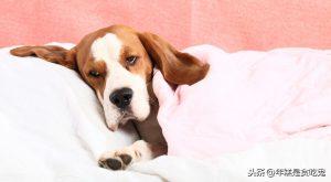 狗狗感冒咳嗽该怎么办？狗狗感冒要吃什么药？