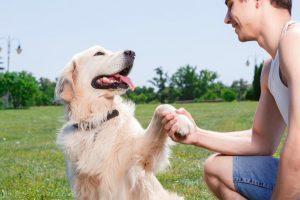 金毛犬好训练吗？又该怎么训练金毛呢？