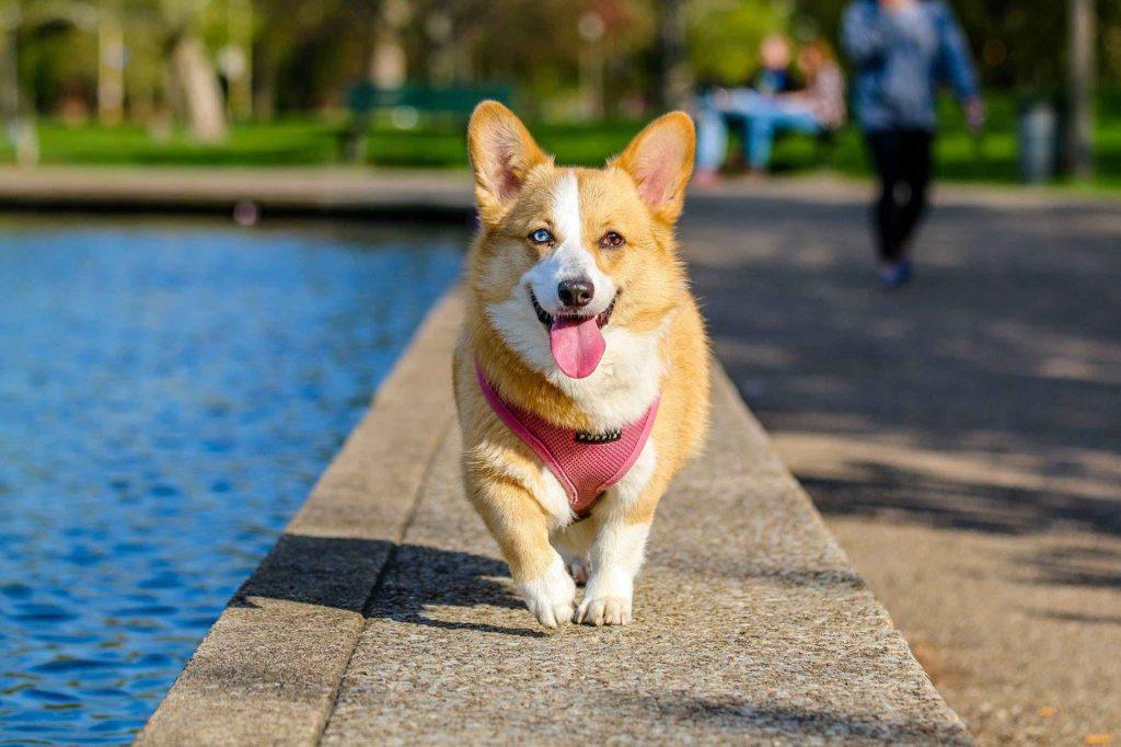 茶杯犬长不大很可爱？茶杯犬你知道它的来源，就再也不想养了