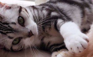 猫咪患了猫鼻支该怎么办？怎么照顾患了猫鼻支的猫咪？