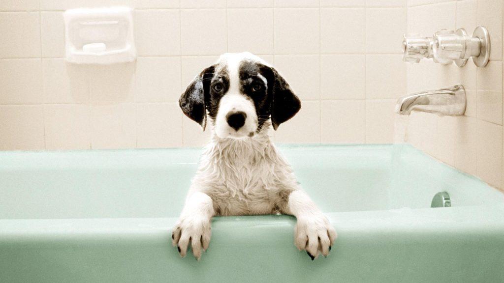 狗狗不喜欢洗澡怎么办？这六个方法，可以让它接受自己被丢进浴缸（狗不爱洗澡很凶怎么办）