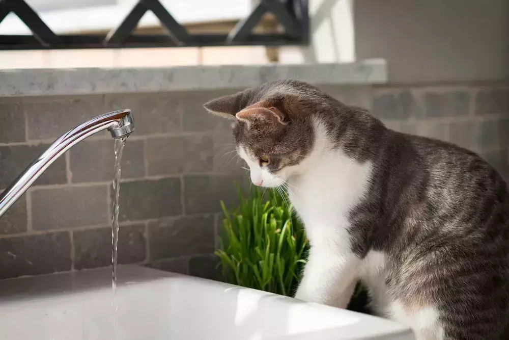 猫咪只吃猫粮或者罐头，如何了解猫咪的喝水量？
