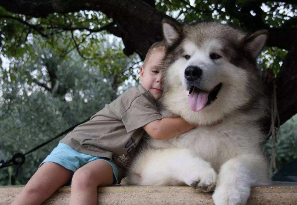 如何判断阿拉斯加犬是不是纯种?5种方法判断阿拉斯加犬是不是纯种 如何判断阿拉斯加犬是不是纯种?5种方法判断阿拉斯加犬是不是纯种