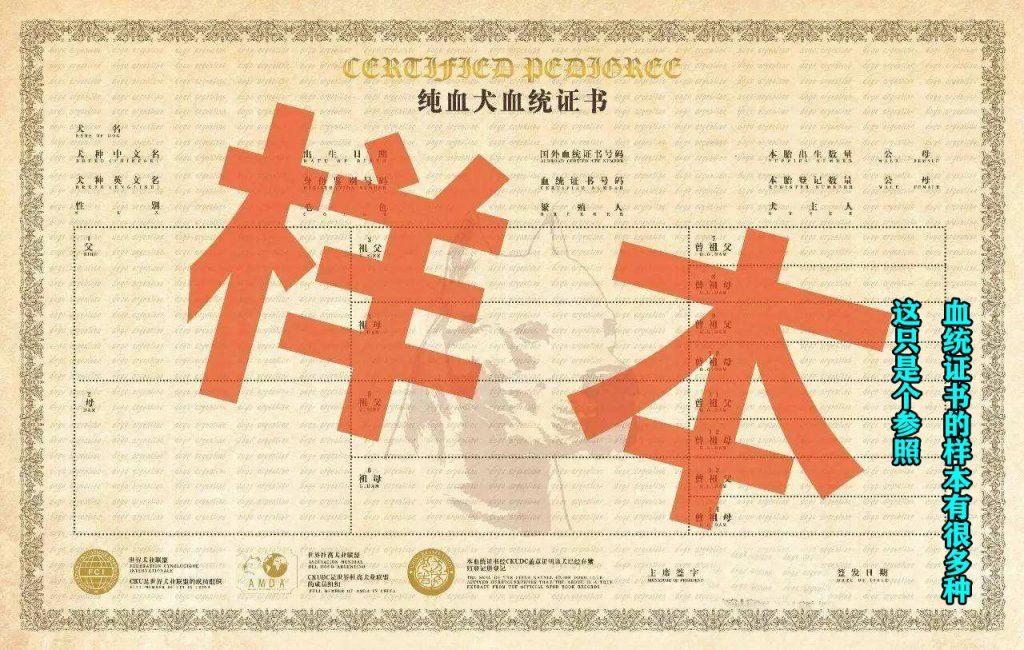 如何判断阿拉斯加犬是不是纯种?5种方法判断阿拉斯加犬是不是纯种 如何判断阿拉斯加犬是不是纯种?5种方法判断阿拉斯加犬是不是纯种