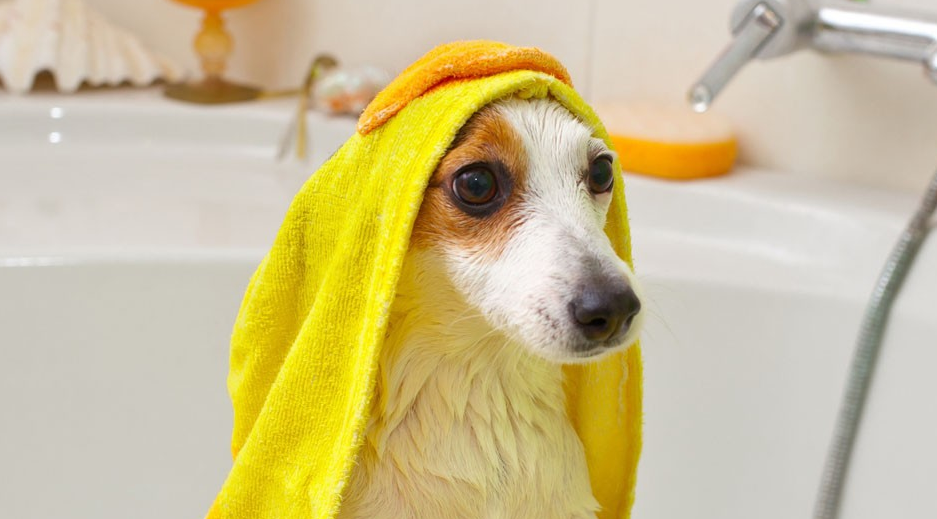 为什么宠物大狗洗澡贵？这几个原因看完不纠结