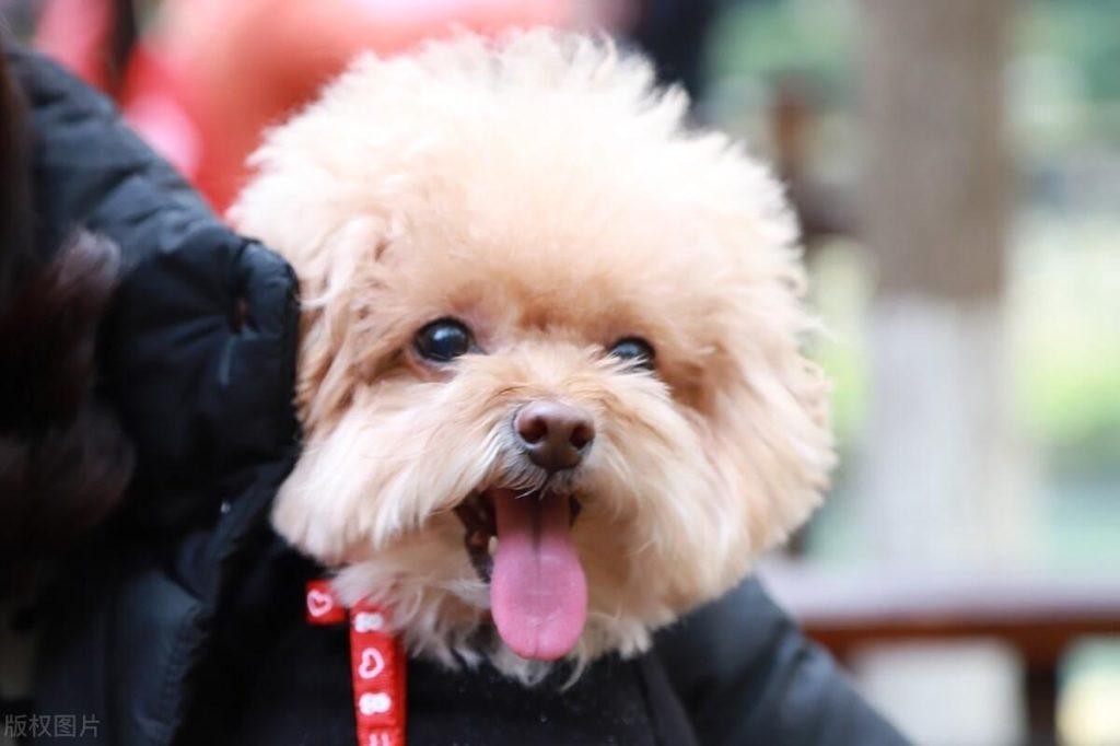 怎样才能养好一只泰迪?养泰迪犬记住这6个要点,养出一只聪明又健康的狗 怎样才能养好一只泰迪?养泰迪犬记住这6个要点,养出一只聪明又健康的狗