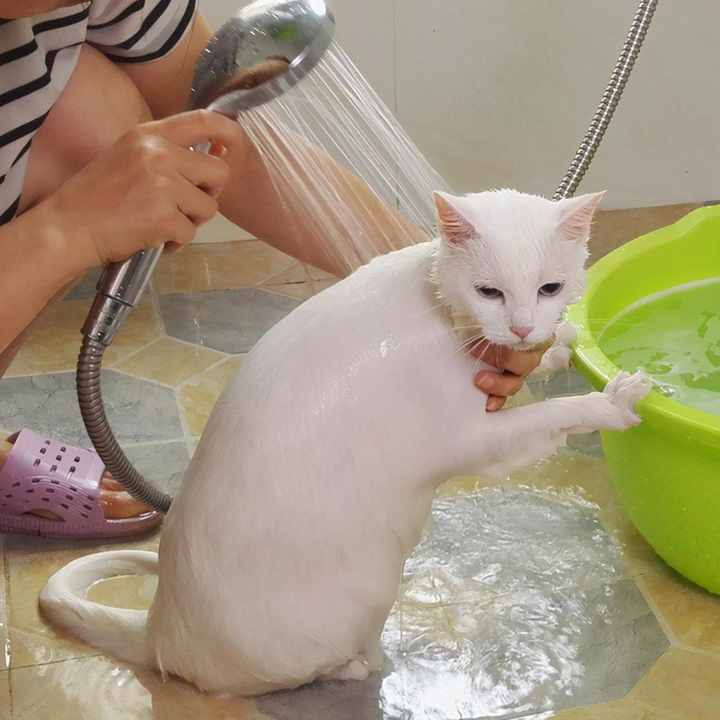 猫咪多长时间洗一次澡？怎么帮猫咪洗澡？