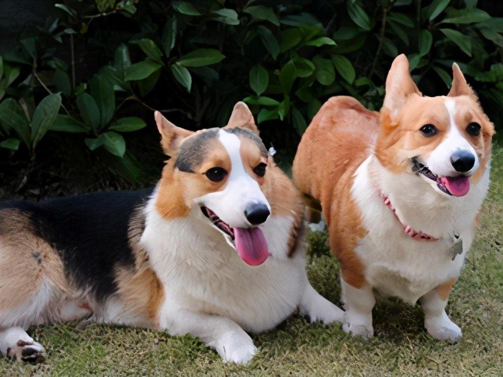 一只纯种的柯基犬大概多少钱？如何判断柯基犬纯不纯