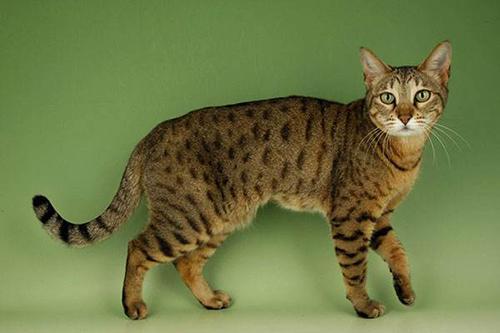 什么是孟加拉豹猫？孟加拉豹猫价格多少钱？