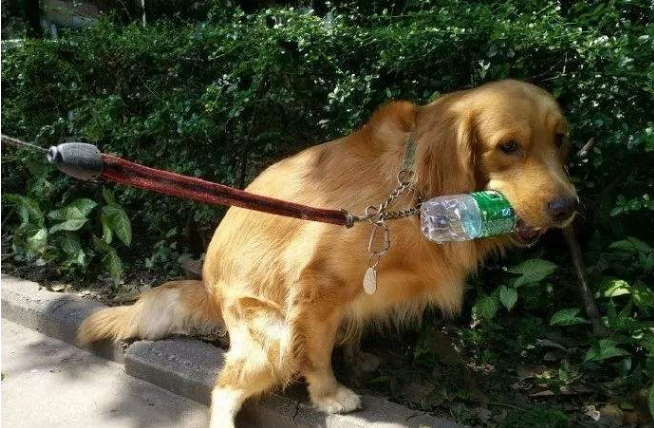 金毛犬肚子爬满虫的表现，一旦发现就要驱虫，越拖情况越糟
