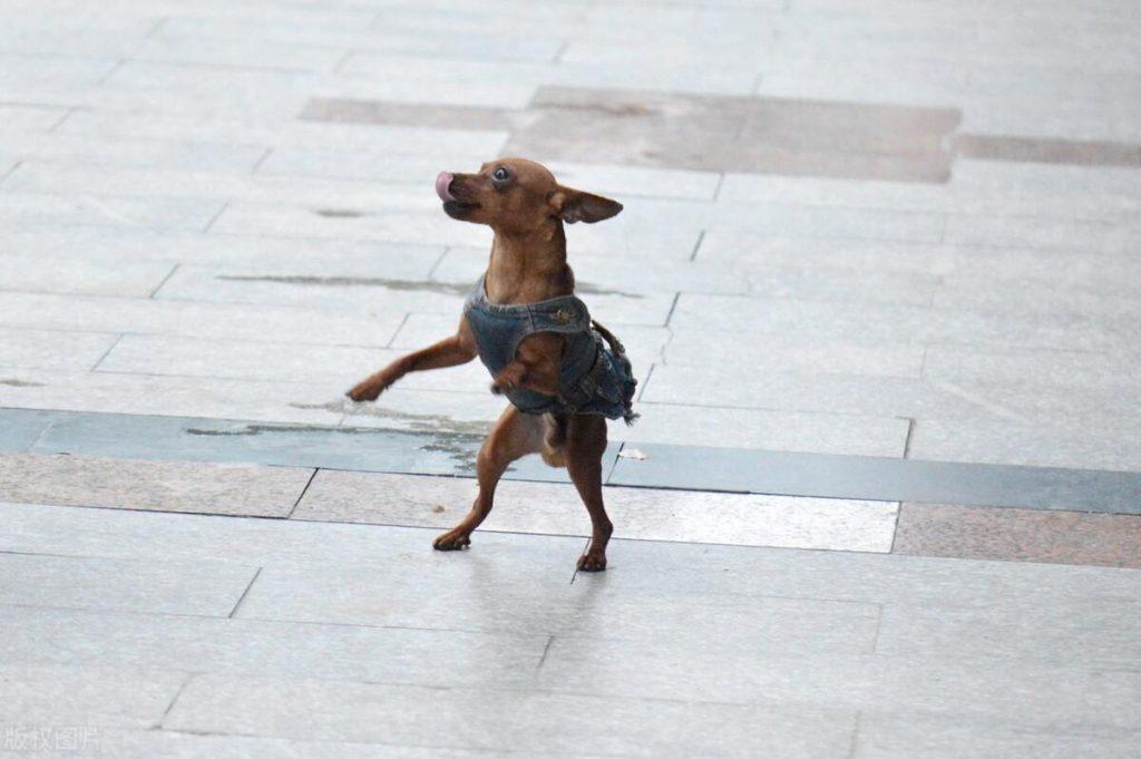 怎样使用正确的训练方法改掉小鹿犬的坏习惯？