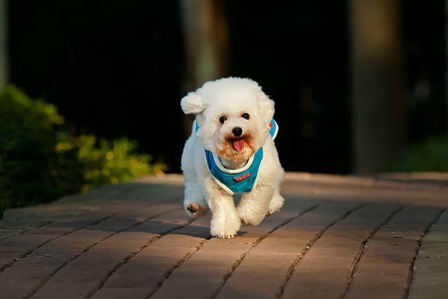 贵宾犬会不会掉毛？贵宾犬如果频繁掉毛，那铲屎官要注意了！
