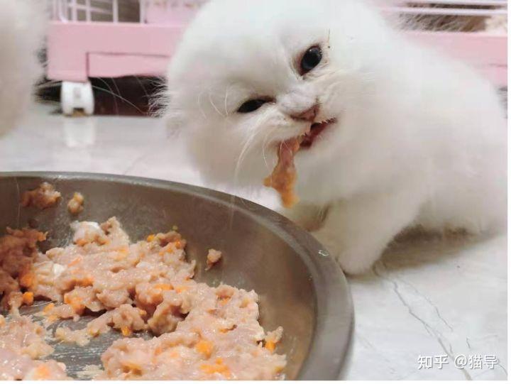 猫咪生骨肉怎么吃？开食过后猫怎么吃？