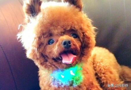 茶杯泰迪犬在宠物市场上的价格大概是多少呢？