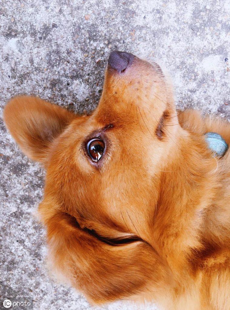 狗为什么不易长虫牙呢？唾液中含有大量唾液酸