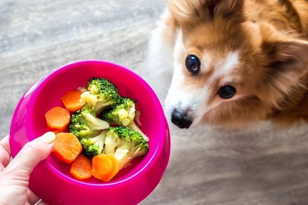 狗狗是杂食性动物，喂食狗狗蔬菜有5步