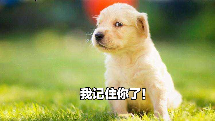 你养的是公狗,还是母狗呢?你会不会给狗狗绝育呢? 你养的是公狗,还是母狗呢?你会不会给狗狗绝育呢?