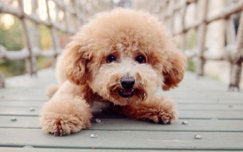 泰迪犬病了有哪些表现？泰迪出现这几大行为，说明它”生病”了