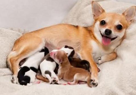 狗狗的妊娠期，狗狗妊娠的征兆什么时候会出现？
