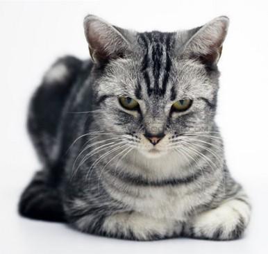 世界名猫——美国短毛猫，美国短毛猫英国短毛猫的区别在哪？
