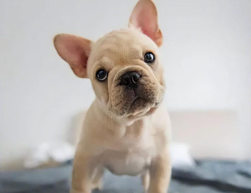 法国斗牛犬年龄表：你家法牛相当于人类几岁？