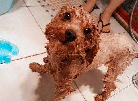 切记！这5种情况，泰迪犬绝不能洗澡