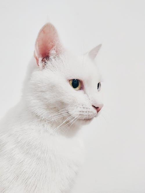 宠物猫分娩过程中需要注意哪些事情?猫咪分娩那些事儿 宠物猫分娩过程中需要注意哪些事情?猫咪分娩那些事儿