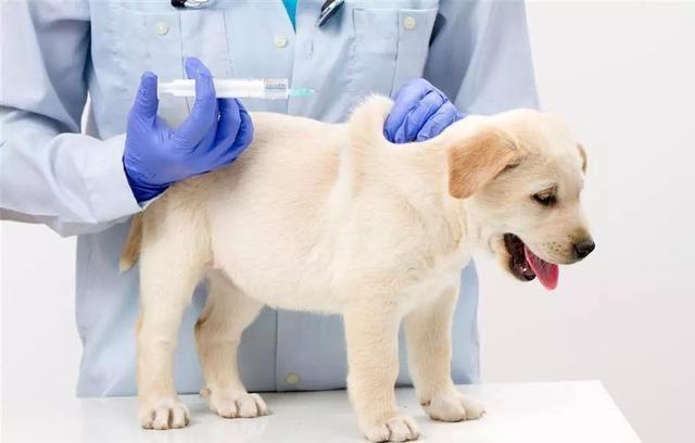 狗狗打疫苗过敏怎么办？如何缓解这种情况？（狗狗打完防疫针后的过敏反应）