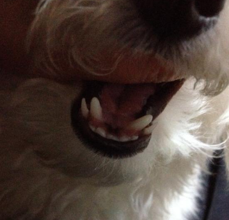 比熊犬双排牙是怎么回事？你家狗狗有出现过双排牙的迹象吗？