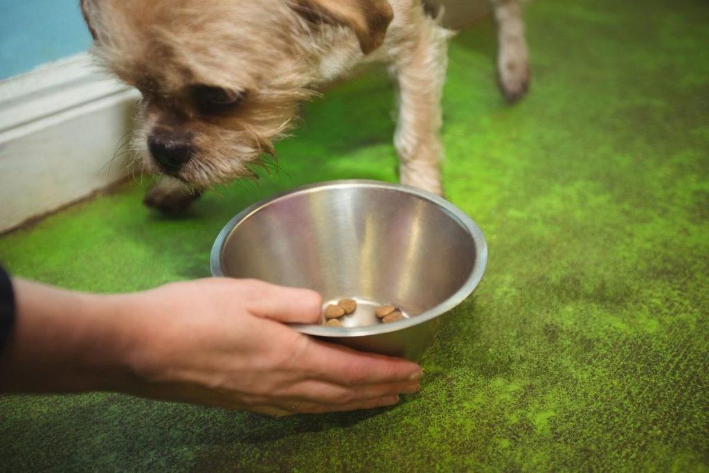 长期吃肝脏的狗狗，容易出现这6种后果