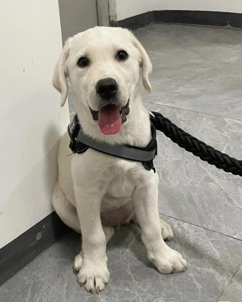新手适合养什么大型犬？萨摩耶犬排第一