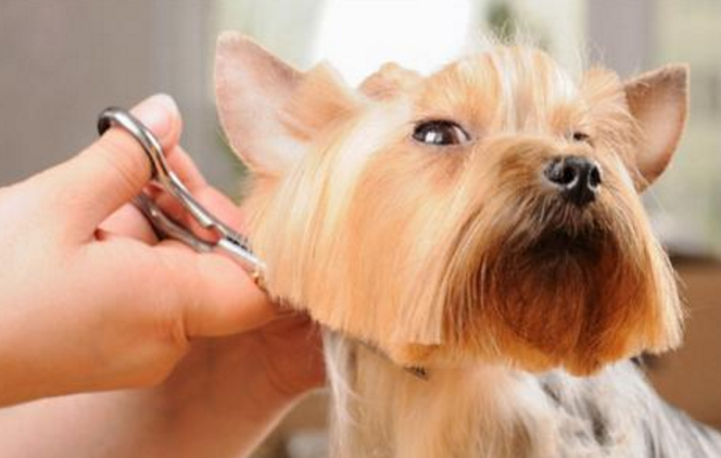 3步掌握宠物剪毛，既可以省钱，还可以增加与狗狗的感情