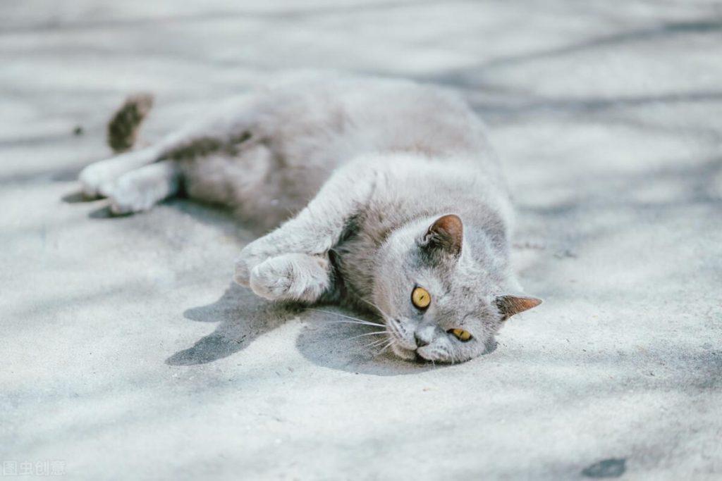 蓝猫的寿命有多长？它的寿命与哪些因素有关呢？