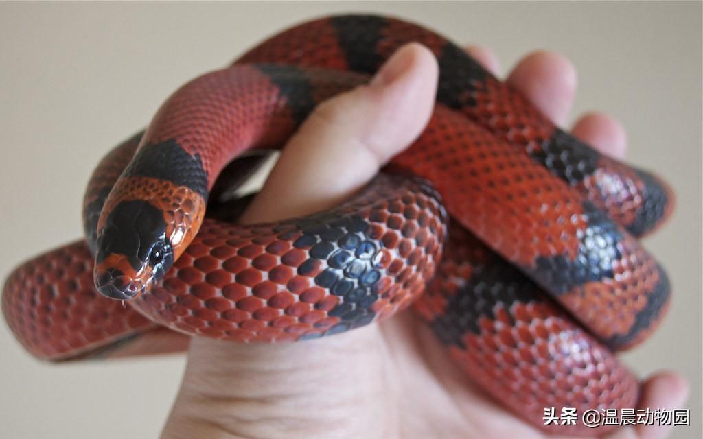 新手想养蛇需要注意什么？事先了解蛇的种类和生活习性，玉米蛇觉得如何？