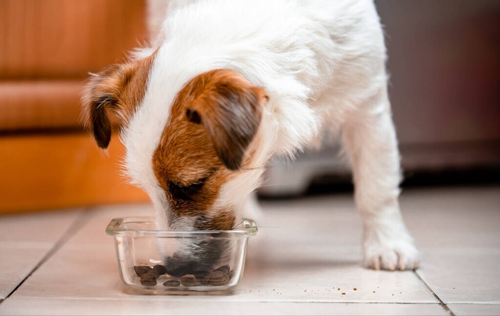 狗狗一天喂食多少狗粮？这个标准量是怎么定的？