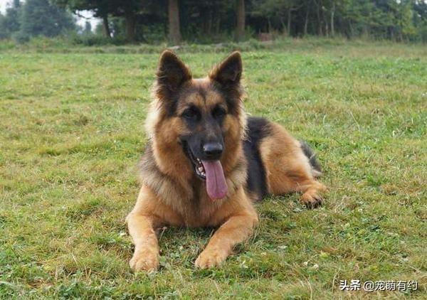 威武帅气的德国牧羊犬，有这么多优点，你喜欢德牧吗？