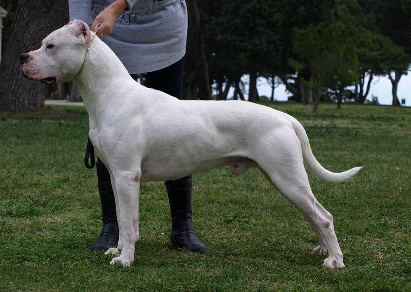 阿根廷杜高犬怎么样？相对于其他常见的犬种来说会比较难饲养