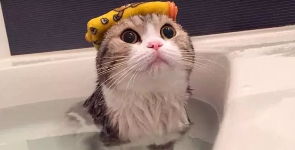 猫咪怕洗澡怎么办？猫咪洗澡注意事项分享