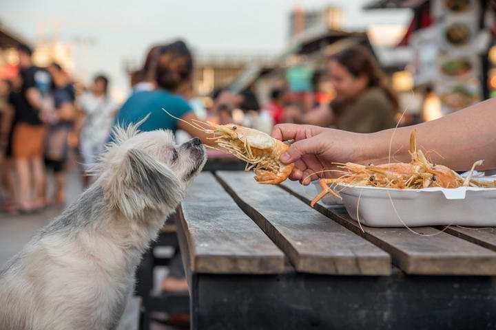 你家狗狗最爱吃什么食物？对他们而言就是人间美味