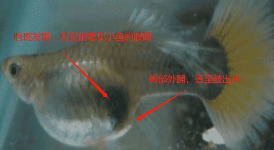 孔雀鱼为什么有这么大的魅力呢？为啥你越养越少？孔雀鱼入门级攻略