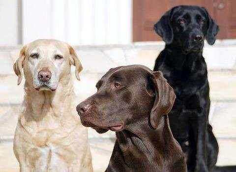 拉布拉多犬怎样分纯种？哪个颜色最贵？