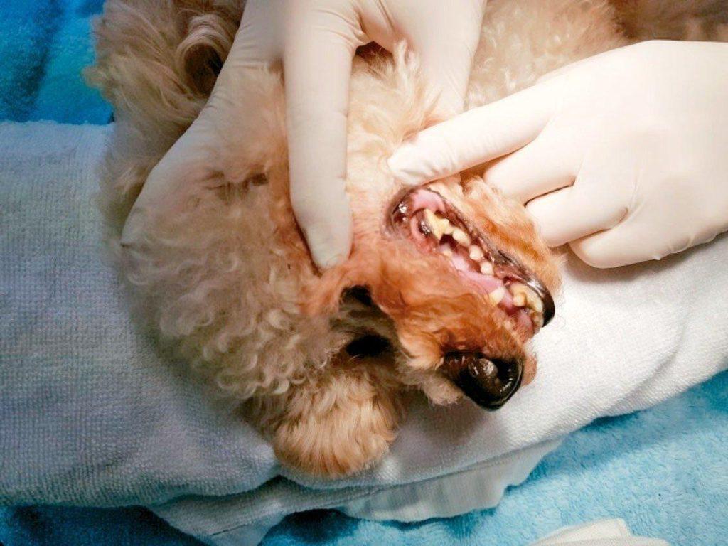 什么是狗狗的唾液囊肿？其实是唾液太多造成的囊肿